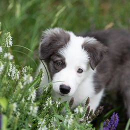 Border Collie Puppies from High Point Border Collies