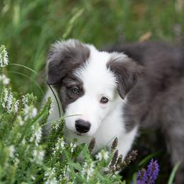 Border Collie Puppies from High Point Border Collies