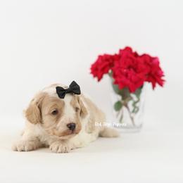 Black Collar Boy - Blenheim male Cavapoo puppy in Republic, Missouri from Red Skye Puppies