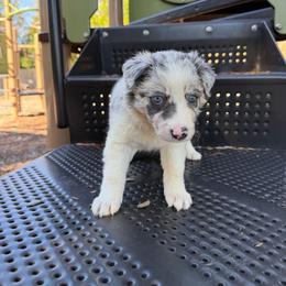 Ella Langley - Slate merle female Border Collie puppy in Richland Hills, Texas from Bordercollieblues