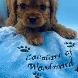 Cavalier King Charles Spaniel Puppies from Cavaliers of Woodward