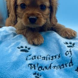 Cavalier King Charles Spaniel Puppies from Cavaliers of Woodward