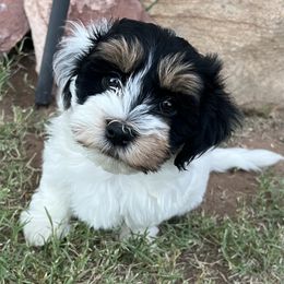 White and Black Irish Pied Male - Black and white male Havanese puppy in Monahans, Texas from Homeward Havanese, LLC