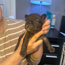 Brat - Black male French Bulldog puppy in Bolingbrook, Illinois from Flores Frenchies