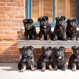 German Shepherd and Golden Retriever Puppies from Sweetheart Therapy Dogs LLC