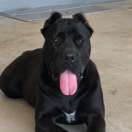 Mina - Cane Corso