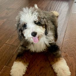 Gus - Bernedoodle
