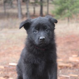 Alpine Von Zobel Haus - Black female German Shepherd puppy in Republic, Washington from Von Zobel Haus Kennels