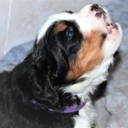 Bernese Mountain Dog Puppies from Baby Bear Bernese Kennel