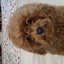 Goldendoodles from Denahills