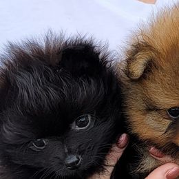 Pomeranian Puppies from YKnot Pomeranians