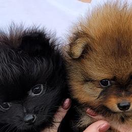 Pomeranian Puppies from YKnot Pomeranians