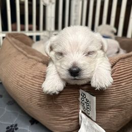 Guthrie - West Highland White Terrier puppy from Emily's West Highland White Terriers