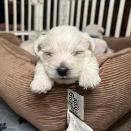 Guthrie - West Highland White Terrier puppy from Emily's West Highland White Terriers