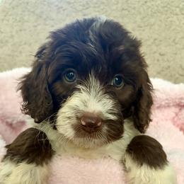 Precious - Red tri-color female Aussiedoodle puppy in Rochester, Massachusetts from Harmony Hill Doodles