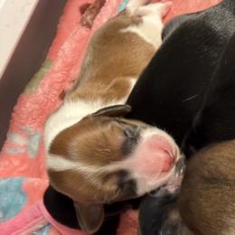 Boy 3 - male Dachshund puppy in Santa Rosa, California from Signature Mini Dachshunds