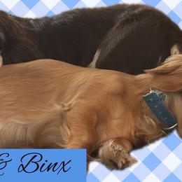 Dachshund puppies from Oakleys Dachshund Haven