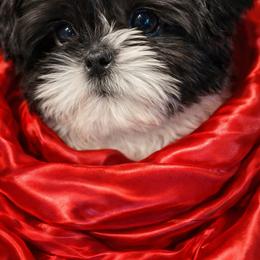 Shih Tzu Puppies from Amarilys ShihTzus & Poodles