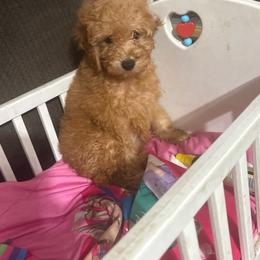 Purple Collar - Red  female Poodle puppy in Anaheim, California from SoCal Toy Poodles