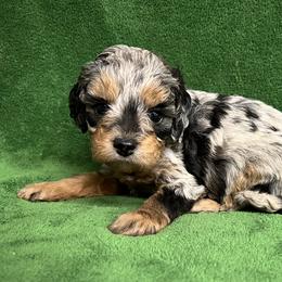 Bernedoodle and Cavapoo Puppies from Colorful-K9'S