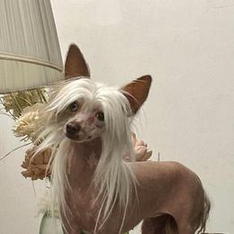 Claire - Chinese Crested