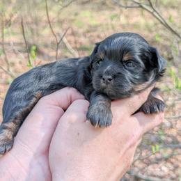Melody - Black female Shihpoo puppy in Coshocton, Ohio from Forever Family Puppies