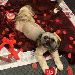 Zaya - Shih Tzu