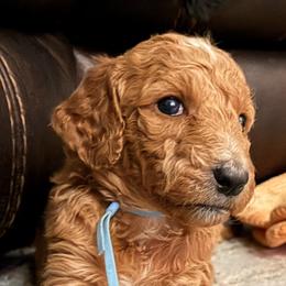 Corra - blue collar - Apricot female Goldendoodle puppy in Puyallup, Washington from Dawnie’s Doodles