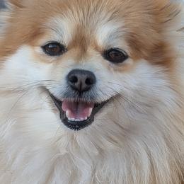 Pomeranian puppies from Tamara's Puppies