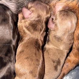 Bella - Dapple female Dachshund puppy in Birchtree, Missouri from Cruzan Dachshunds
