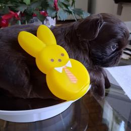 Job - Chocolate male Shih Tzu puppy in Memphis, Tennessee from Lady and the Tramp