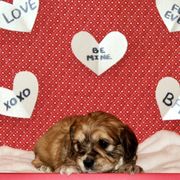 Girl Green - Cavaton puppy from Lakeshore Cavatons