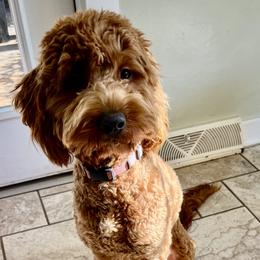 Bernedoodle and Goldendoodle All Grown Up from Allie's Southern Doodles