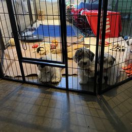 Sealyham Terrier Puppies from Alibi Sealyham Terriers