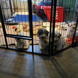 Sealyham Terrier Puppies from Alibi Sealyham Terriers