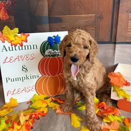 Anthony - Apricot male Poodle puppy in Fountain, Florida from Silva Royale Standard Poodles
