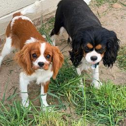 Ophelia - Cavalier King Charles Spaniel