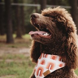 Aussiedoodles, Goldendoodles, and Poodles from Oh Doodles