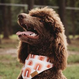 Aussiedoodles, Goldendoodles, and Poodles from Oh Doodles
