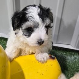 Starry Moon - Parti female Maltipoo puppy in Carthage, Missouri from Cooley's Cuddle Pups