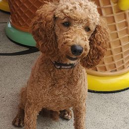 Whiskey - Apricot male Poodle puppy in Orland, California from Elliott's Elite Poodles & Doodles
