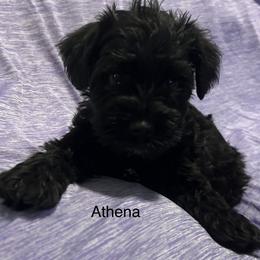 Athena - Black female Miniature Schnauzer puppy in Newburgh, Indiana from Lakehouse Miniature Schnauzers of Southern Indiana