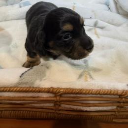 Female longhair black and tan mini - Black and tan female Dachshund puppy in Manteca, California from Sweet and Low Dachshunds
