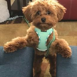 Spud - Cavapoo