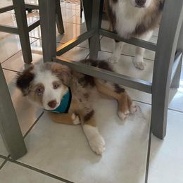 Australian Shepherd Puppies from Forgotten Coast Australian Shepherds