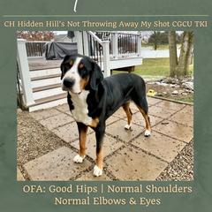 Minnie - Greater Swiss Mountain Dog