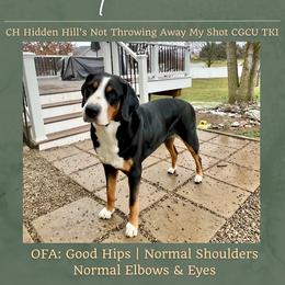Minnie - Greater Swiss Mountain Dog