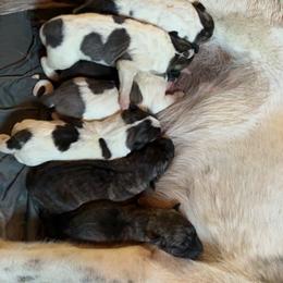 Girl 4 - Fawn female Anatolian Shepherd Dog puppy in Daggett, Michigan from T&S Anatolians