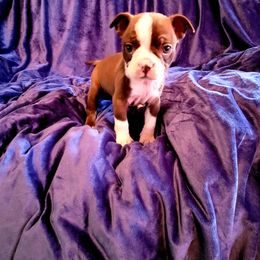 Boston Terrier Puppies from The Christian Bostons