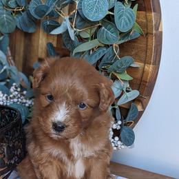 Green collar - Red male Companion Cross puppy in Tom's Brook, Virginia from rising sun duck tollers